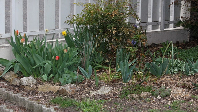 petit coin de jardin