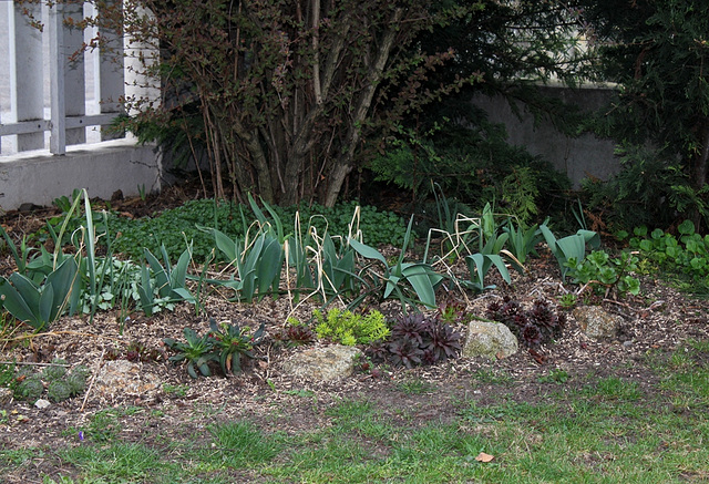 petit coin de jardin