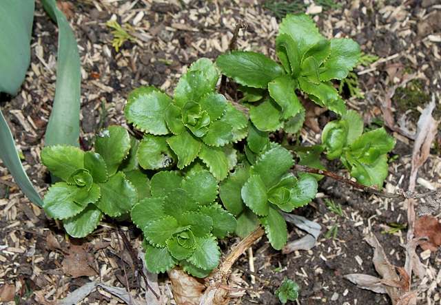 Sedum telephium