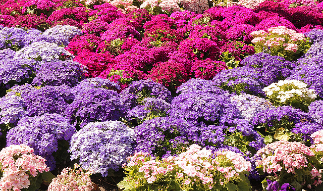 Blumenbeet im Kurpark -  Meran