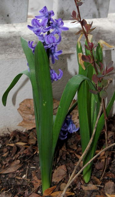 Jacinthe bleue