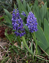 Muscari armeniacum