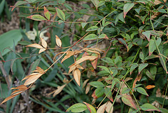 Nandina après les gelées