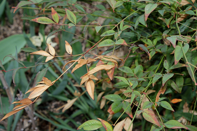Nandina après les gelées