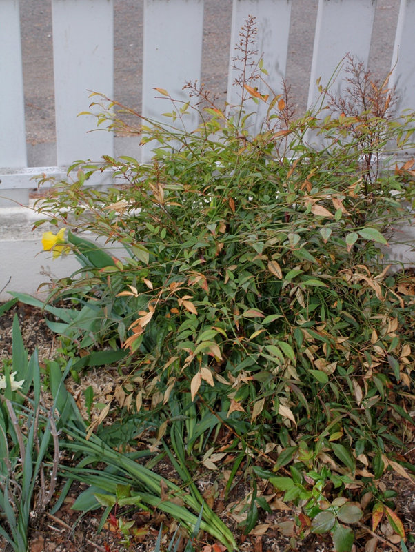 Nandina après les gelées (2)
