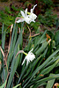 Narcisse
