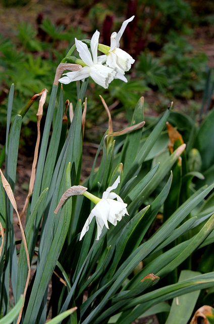 Narcisse