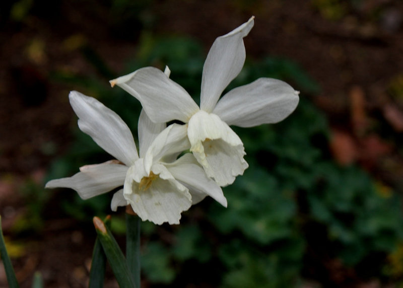 Narcisse (2)