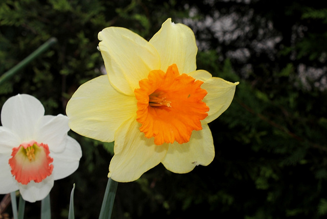Narcisses hybrides