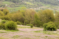 Trockenwiesen im Frühjahr (Vinschgau)