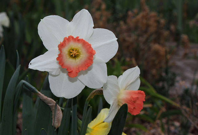 Narcisses hybrides (2)