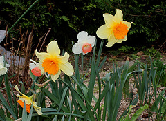 Narcisses hybrides (3)