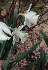 Narcisses hybrides (4)