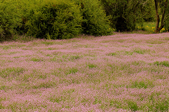 Trockenwiese im Frühjahr (Vinschgau)