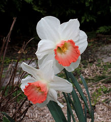 Narcisses hybrides (5)