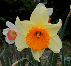 Narcisses hybrides (6)