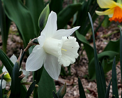 Narcisses hybrides (8)