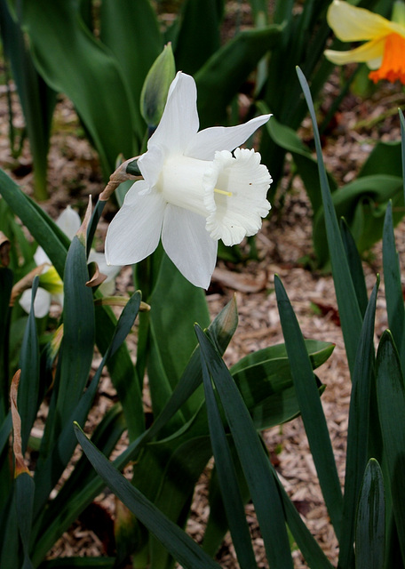 Narcisses hybrides (9)