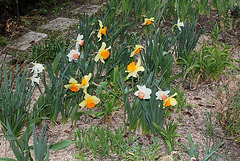 Narcisses hybrides (10)