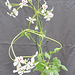 Pelargonium echinatum DSC 0147