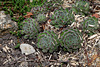 Sempervivum