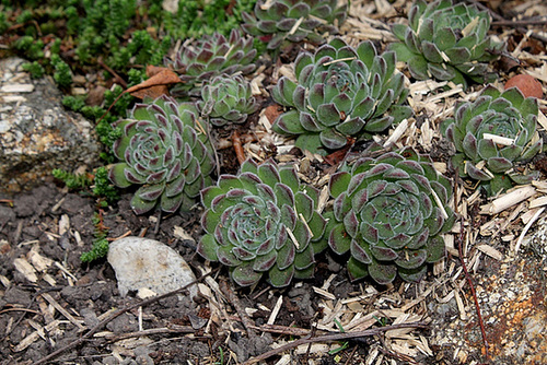 Sempervivum