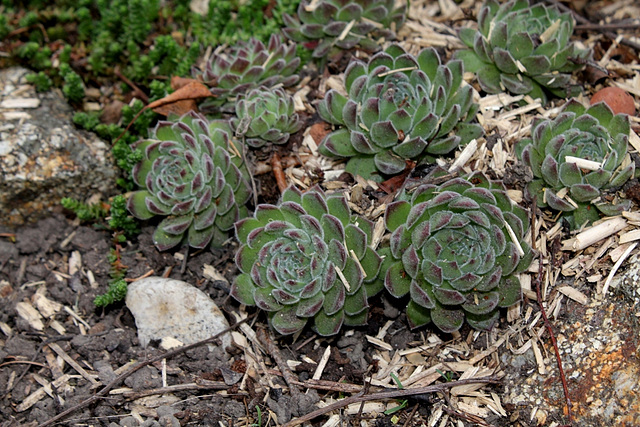 Sempervivum