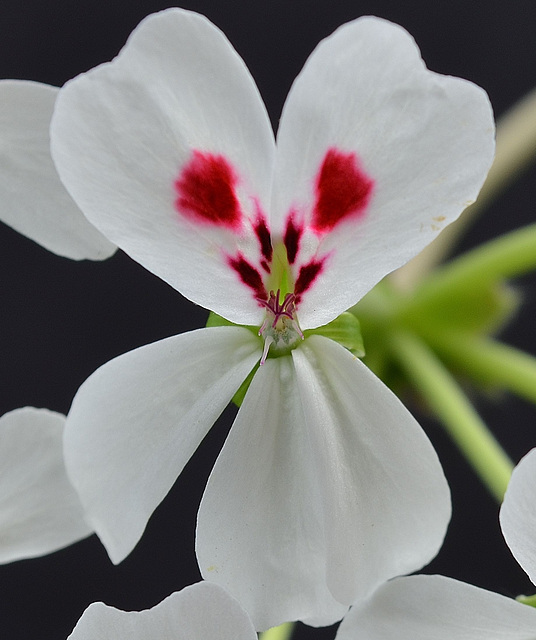 Pelargonium echinatum DSC 0151