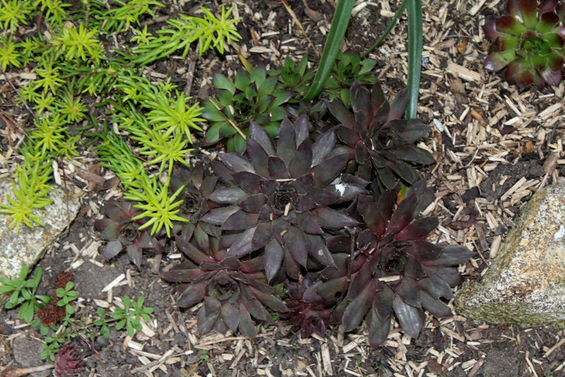 Sempervivum (2)