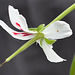 Pelargonium echinatum DSC 0153