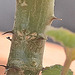 Pelargonium echinatum DSC 0155