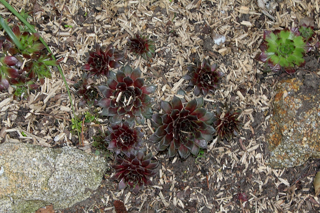 Sempervivum (3)