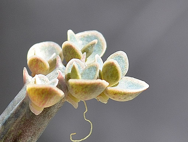 Kalanchoe tubiflora DSC 0158