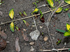 sortie Hosta