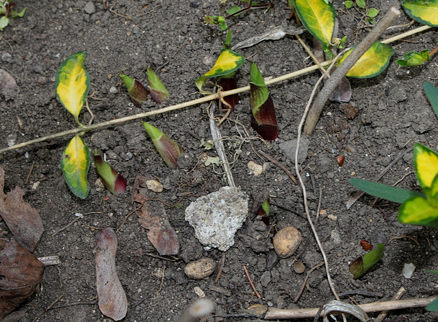 sortie Hosta