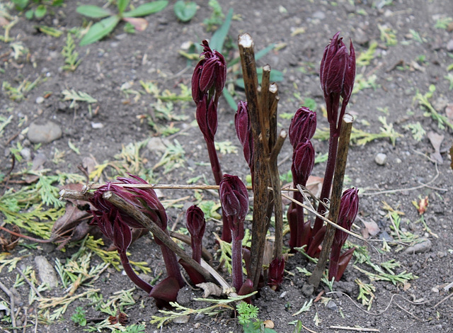 Sortie pivoine