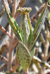 Kalanchoe daigremontiana  DSC 0168