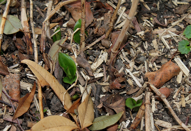 Sortie Tricyrtis