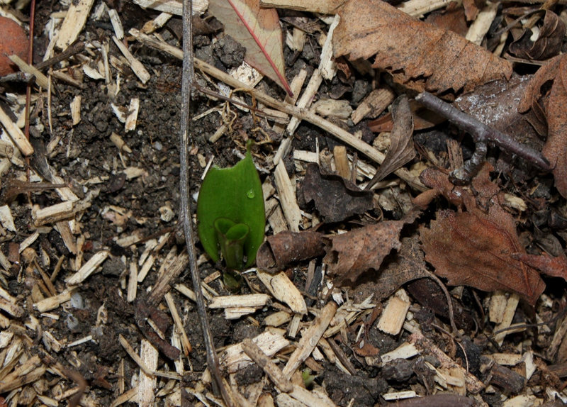 Sortie Tricyrtis (2)
