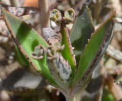 Kalanchoe daigremontiana  DSC 0176