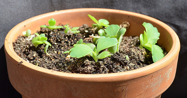 Kalanchoe laetivirens DSC 0177