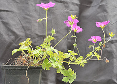 Geranium x riversleaianum 'Russel Prichard' DSC 0179