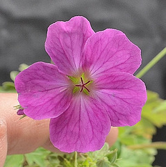 Geranium x riversleaianum 'Russel Prichard' DSC 0180