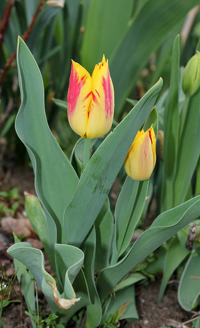 Tulipe flammée
