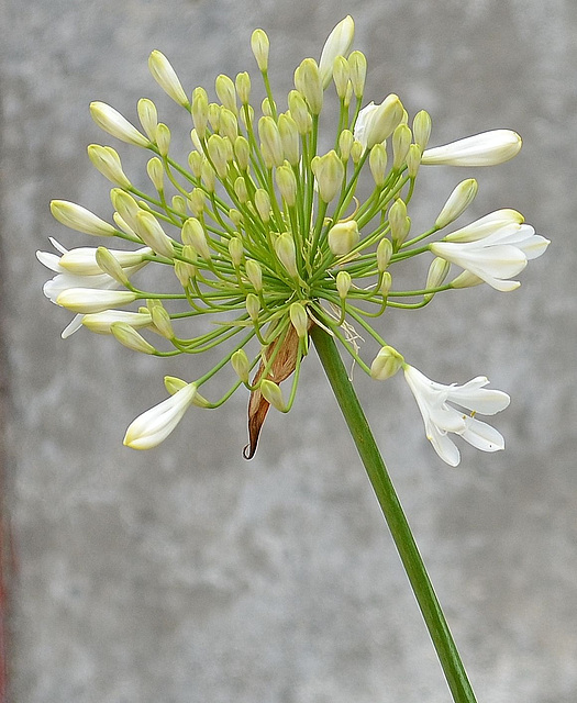 Agapanthe umbellatus album DSC 0188