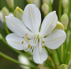 Agapanthe umbellatus album DSC 0194