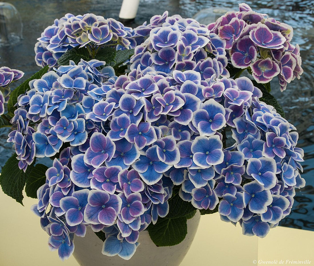 Hydrangea 'Doris paars'