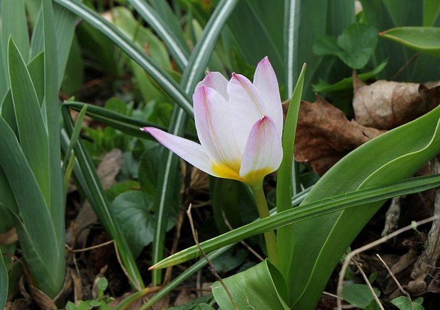 Tulipe bakeri (3)