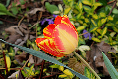 Tulipe Darwin 'Banja Luka'