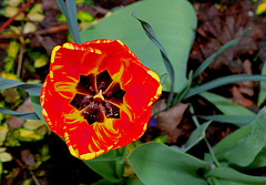 Tulipe Darwin 'Banja Luka' (2)